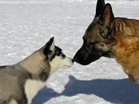 德国牧羊犬与西伯利亚哈士奇性格上有什么区别?