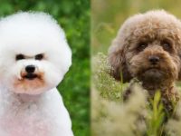 比熊犬与贵宾犬性格与需求差异是什么?