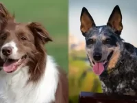 边境牧羊犬与澳大利亚牧牛犬有什么区别?8招教你如何区分!