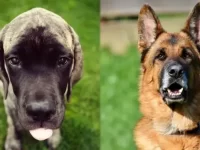 英国獒犬与德国牧羊犬比较哪个好