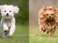 西高地梗与约克夏梗哪个好养活