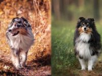 澳大利亚牧羊犬与喜乐蒂牧羊犬哪个好,外貌特征你能分清吗?