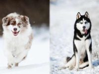 澳大利亚牧羊犬与西伯利亚哈士奇哪个好养,会拆家吗?