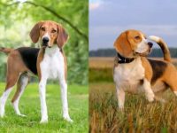 猎狐犬与比格犬哪个好养,智商高?