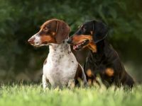 迷你腊肠犬与标准腊肠犬有什么区别,哪个好?