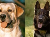 拉布拉多犬与德国牧羊犬比较有何区别?各有什么优点?