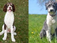 伯恩山犬与澳大利亚牧羊犬的区别有哪些,好养吗?