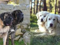 英国獒犬与大白熊犬哪个好,外貌有什么特点?