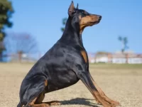 美国杜宾犬和欧洲杜宾犬是同犬种吗?两者有啥区别?