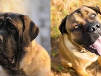 英国獒犬与卡斯罗犬属于什么犬种?主要区别有哪些?