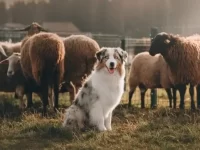 边境牧羊犬与澳大利亚牧羊犬主要区别有哪些?