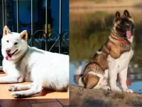 日本秋田犬与美国秋田犬的7大区别揭秘