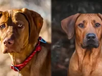 维兹拉犬与罗德西亚脊背犬有什么区别?10招教你如何区分!