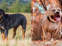 罗威纳犬与比特犬攻击性强吗?谁的战斗力厉害?