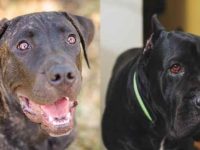 加纳利犬和卡斯罗犬怎么分辨?哪种适合当护卫犬?