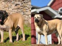 英国獒犬与安纳托利亚牧羊犬的外貌特征有哪些区别?