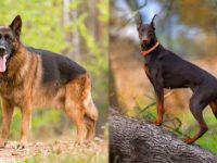 德国牧羊犬和杜宾犬哪个适合家养?