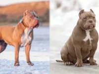 比特犬与美国恶霸犬哪个厉害?各有什么优点?