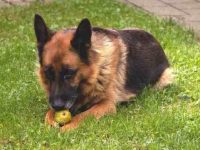 国王牧羊犬与德国牧羊犬有什么区别,谁更厉害?