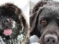 纽芬兰犬与拉布拉多犬有什么区别,优缺点有哪些?