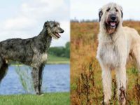 苏格兰猎鹿犬与爱尔兰猎狼犬有什么区别?哪个凶猛些?