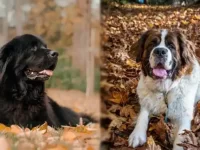 纽芬兰犬和圣伯纳犬哪个好,容易训练