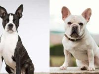 波士顿梗犬与法国斗牛犬外貌特征有什么区别