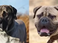 英国獒犬与斗牛獒犬哪个适合当护卫犬?8种方法教你如何选择!