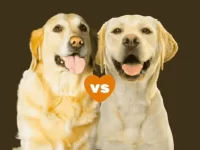 金毛猎犬与拉布拉多猎犬有什么区别,哪个更聪明?