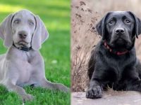 魏玛猎犬与拉布拉多猎犬有什么区别,哪个好?