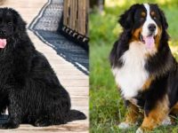 纽芬兰犬与伯恩山犬哪一个好?