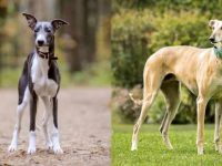 惠比特犬和灵缇哪个速度快?7种方法可以让你区分它们!