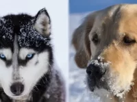 金毛猎犬与西伯利亚哈士奇主要区别在哪?优缺点深度解析!