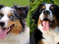 澳大利亚牧羊犬与伯恩山犬的区别是什么,是同一个品种吗?