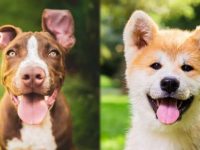 美国比特犬与秋田犬有什么区别?适合做家庭护卫犬吗?