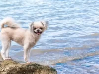 博美犬与贵宾犬配出来的种是什么样的?