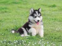 西伯利亚哈士奇和比特犬混血的小狗好不好?外貌与性格全解析!