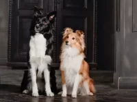 边境牧羊犬还是喜乐蒂牧羊犬有什么区别?哪种适合当护卫犬?