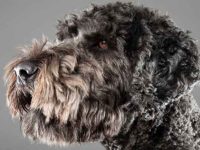 德国牧羊犬与贵宾犬混血的小狗好不好?