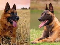 德国牧羊犬与比利时玛利诺犬如何区分,你了解多少?