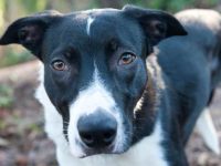 20只不同品种的拳师犬混种,真是太帅了!