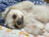 西施和博美犬串串颜值高吗?外观特征有哪些?