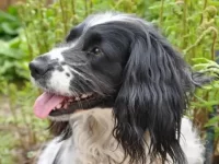 英国史宾格犬混种:25种不同且聪明的杂交品种