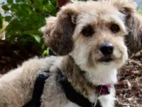 杰克罗素梗犬是混血还是纯种?有哪些优点?