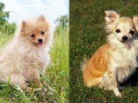 博美犬与吉娃娃哪个好养活,寿命长?