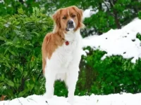 圣伯纳犬混血:15种适合寒冷天气的圣伯纳犬杂交品种