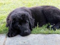 金毛猎犬和纽芬兰犬生出来的孩子是什么样?