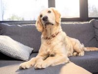 金毛猎犬和可卡犬生下来的狗狗智商高吗?