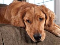 10种你一定会喜欢的爱尔兰塞特犬杂交品种!