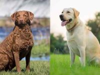 切萨皮克海湾寻回犬和拉布拉多有什么区别?哪种聪明一点?
